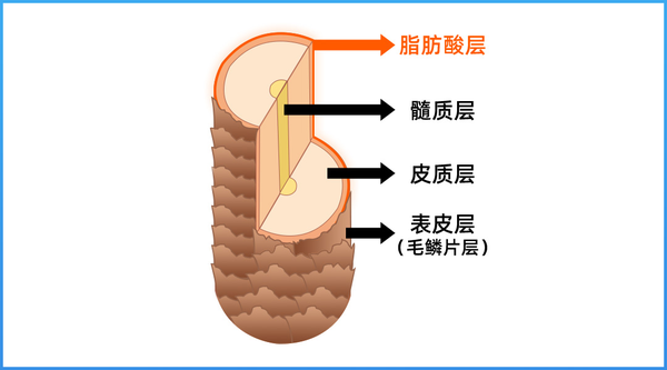 有没有很赞的洗发水推荐?插图11